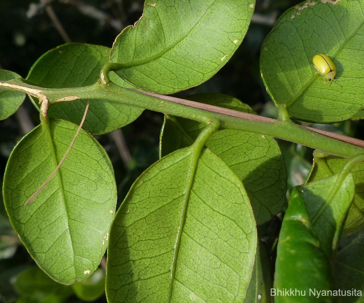 Atalantia rotundifolia (Thwaites) Yu.Tanaka